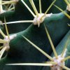 Ferocactus _glaucescens _14